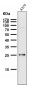 Anti-SNAP25 Rabbit Monoclonal Antibody